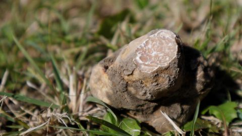 La truffe blanche, la plus rare et la plus chère, peut depuis 2008 être cultivée à partir de plants mycorhizés vendus par les pépinières Robin sous licence et contrôle de l’INRAE. Les premiers champignons ont été récoltés en dehors de l’aire naturelle de répartition. © Claude Murat-INRAE